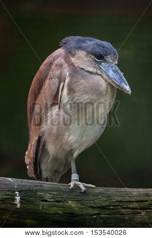 Boat-billed heron (Cochlearius cochlearius). Wildlife animal. 