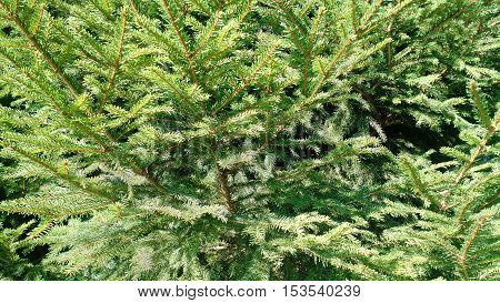 A closeup of a pine leave needle background texture