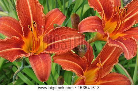 Detailed view on the colorful blooming blossoms lily