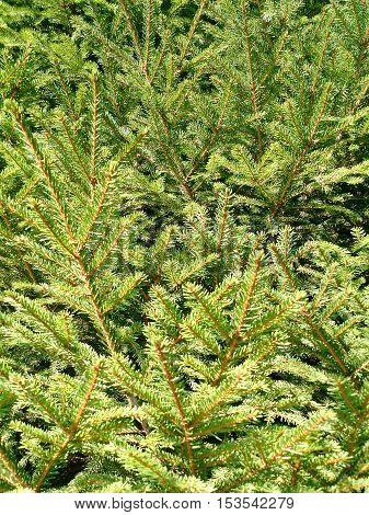 A closeup of a pine leave needle background texture