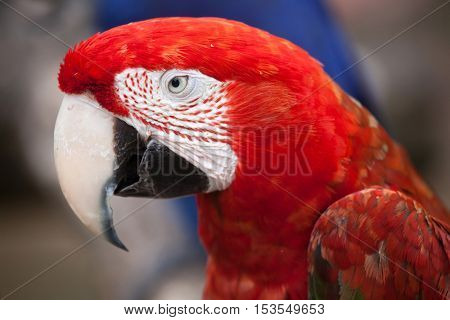 Green-winged macaw (Ara chloropterus), also known as the red-and-green macaw. Wildlife animal. 