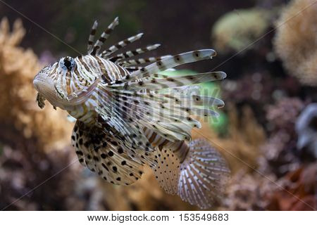 Red lionfish (Pterois volitans). Wildlife animal. 