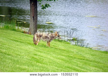 A wild coyote (Canis latrans) stands beside the shore of a small lake in the Wesmere Country Club subdivision of Joliet, Illinois during May.