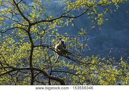grey langur sitting on a tree with a baby in Rishikesh, India