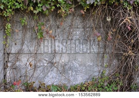Wild wine covering a concrete wall in autumn
