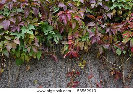 Wild wine covering a concrete wall in autumn