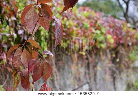 Wild wine covering a concrete wall in autumn
