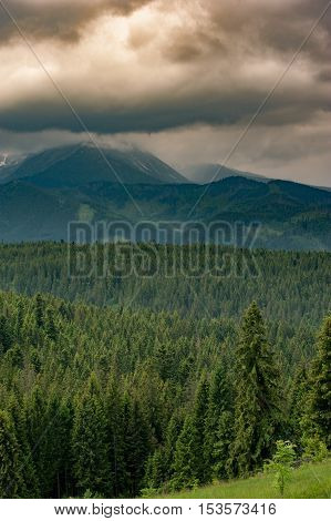 Mountain Forest Covered By Fog