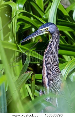 Bare Throated Tiger Heron - Tigrisoma Mexicanum