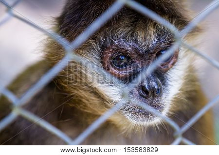 Geoffroy's Spider Monkey - Ateles Geoffroyi
