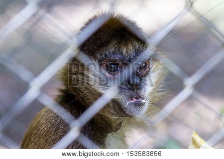 Geoffroy's Spider Monkey - Ateles Geoffroyi