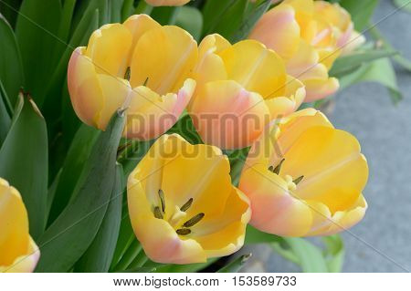Colorful Tulips. Tulips In Spring,colourful Tulip.