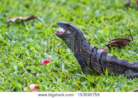 Tropical Iguana In Costa Rica