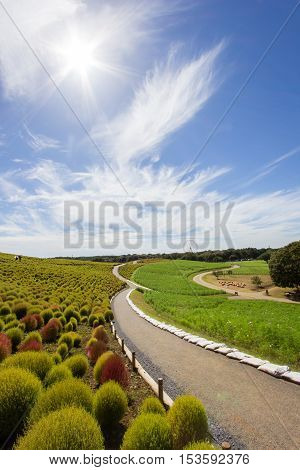 Kochia bushes at Hitachi Seaside Park, Ibaraki, Japan