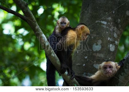 White Headed Capuchin -  Cebus Capucinus