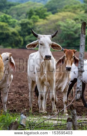 Brahman Cattle In Costa Rica