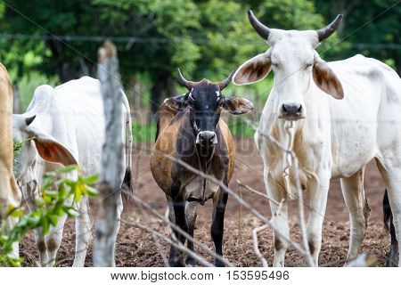Brahman Cattle In Costa Rica