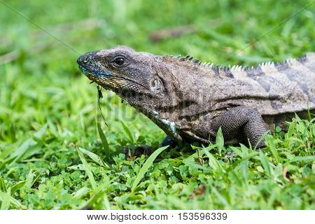 Tropical Iguana In Costa Rica