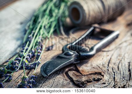 Closeup of healthy lavender before drying on old wooden table