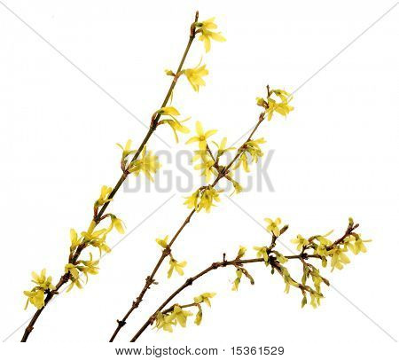 開花レンギョウの分離された枝