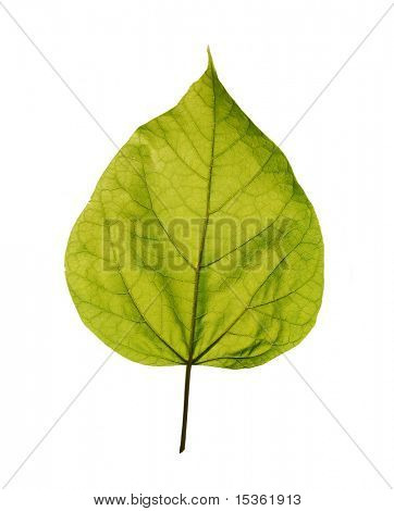 แยกลานเหนือ catalpa