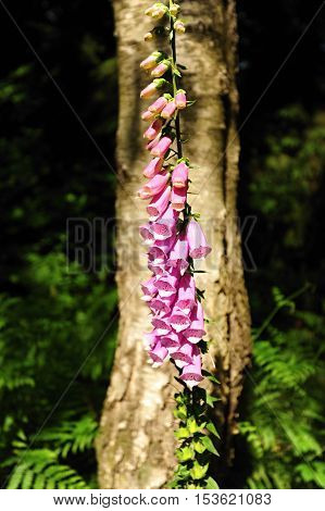 Nice foxglove in the background with a tree and plants