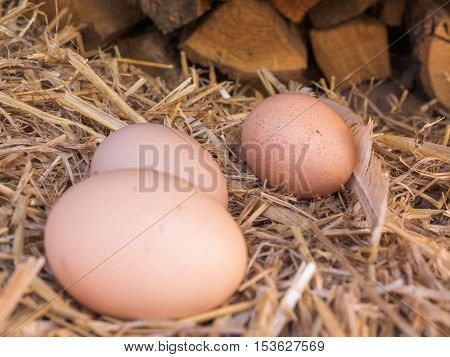 Close-up natural brown chicken eggs on a bed of straw with feather. Eggs on the roost close up with blurred background and the soft, selective focus