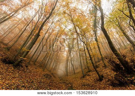 Amazing Autumn panorama with Fog in the yellow forest, Vitosha Mountain, Sofia City Region, Bulgaria