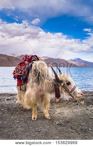 White Yak beside Pangong Lake (Pangong Tso)Leh Ladakh India.