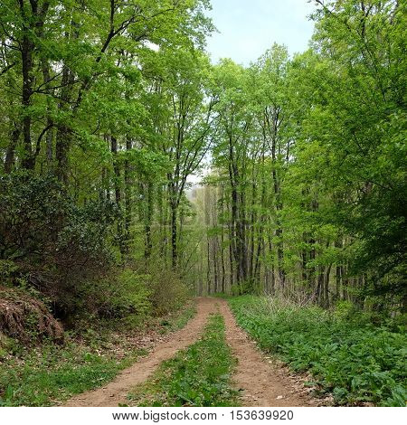 green forest in spring and young trees