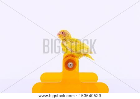 Bird stand on the perch with white background.
