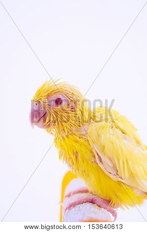 Bird stand on the perch with white background.
