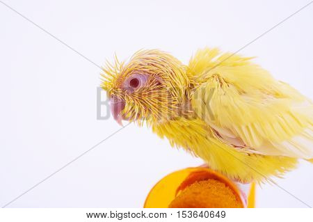 Bird stand on the perch with white background.