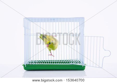 Parrot in bird cage with white background.