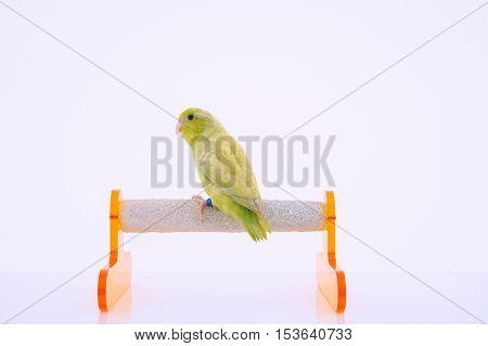 Bird stand on the perch with white background.