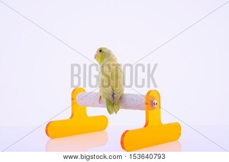 Bird stand on the perch with white background.