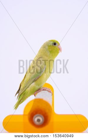 Bird stand on the perch with white background.