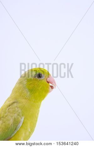 Bird perched against white background and looking camera