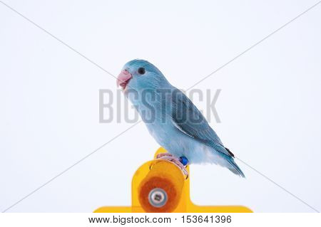 Bird stand on the perch with white background.