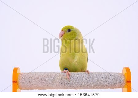Bird stand on the perch with white background.