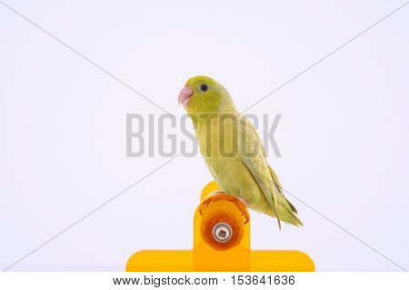 Bird stand on the perch with white background.