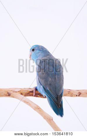 Bird stand on the branch with white background.