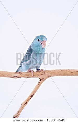 Bird stand on the branch with white background.