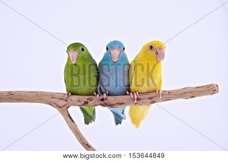 Three birds stand on the branch with white background.
