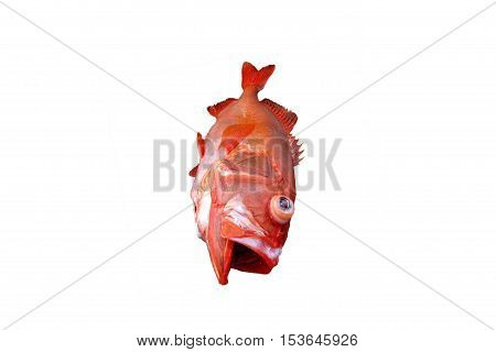 Red fish Deep water fish isolated on white backgroundfish species living in deep sea