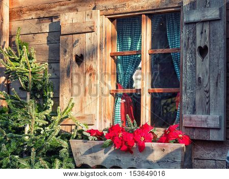 Window old wood farmhouse adorned with blooming Poinsettia