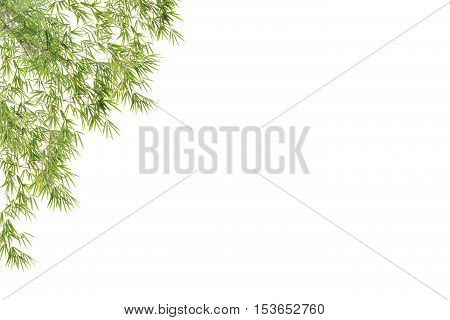 Bamboo leaves isolated on white background .