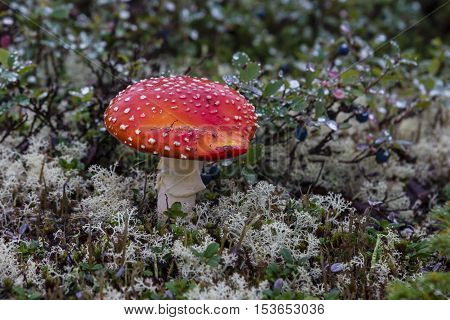 Amanita Muscaria