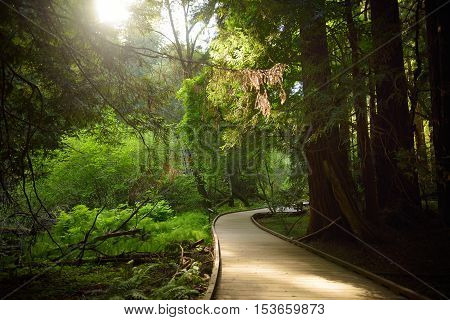 Hiking Trails Through Giant Redwoods In Muir Forest Near San Francisco, California