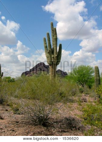 Arizona2 082